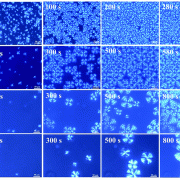 Várias imagens de MEV com crescimento de esferulitos à diferentes isotermas
